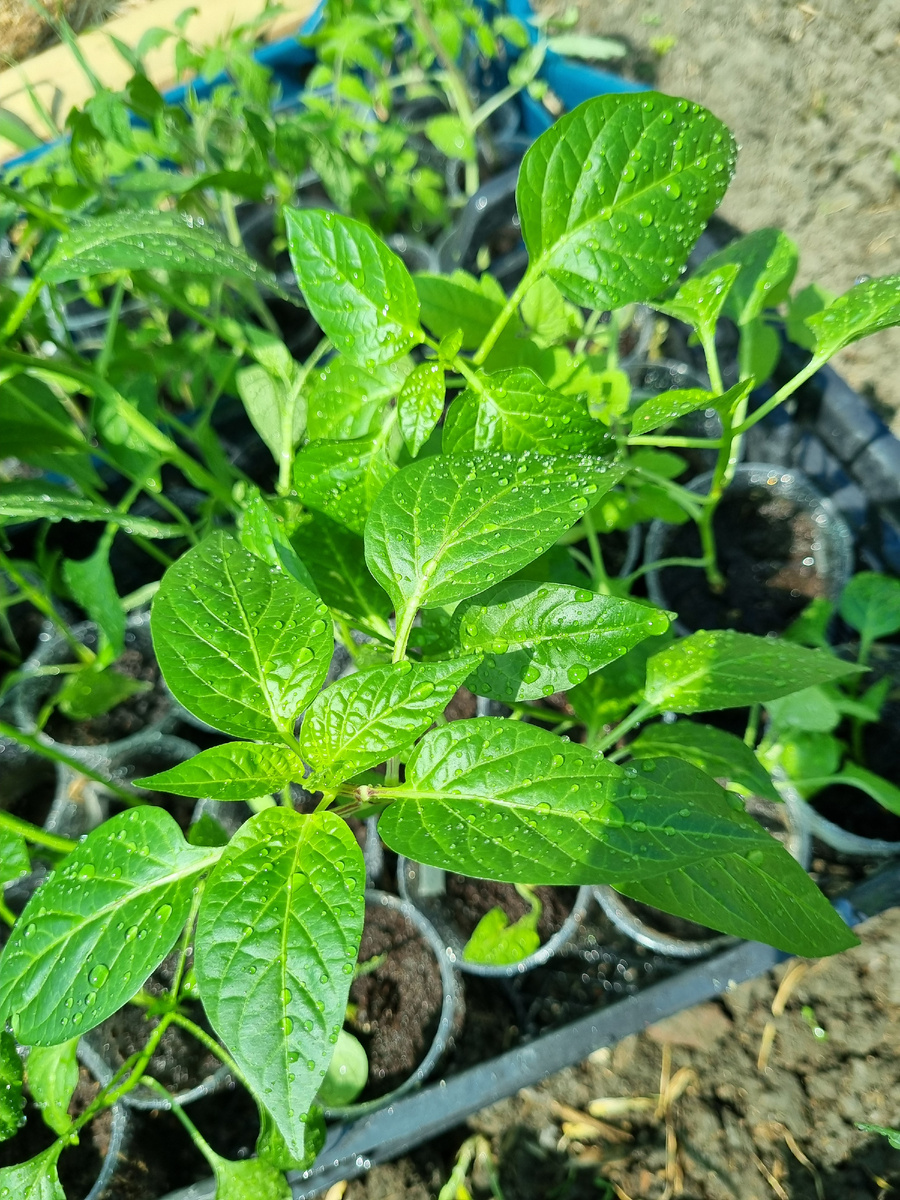 Перцы. Вынесенные, политые и умытые