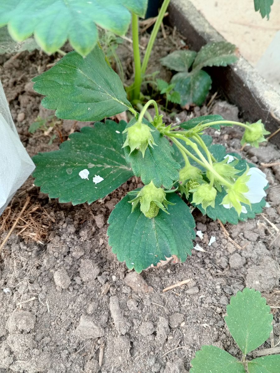 Начало цветения