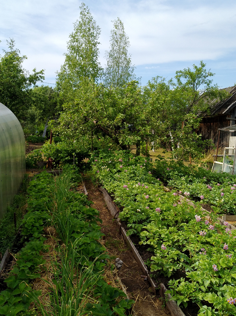 Сохранилось фото одной из грядок вдоль теплицы у родителй 