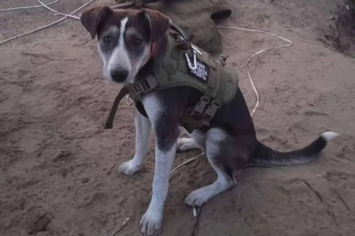    Собака, которая помогла бойцам РФ избежать мин, получила «Лохматый Оскар»