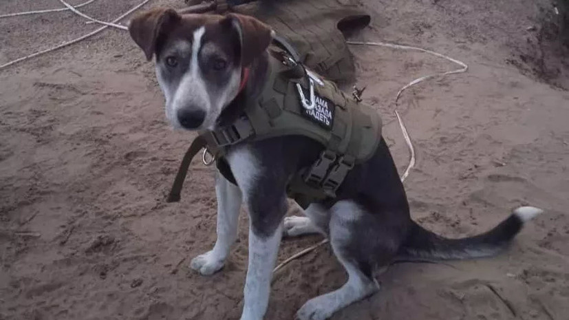    Международная премия "Мой ласковый и нужный зверь"