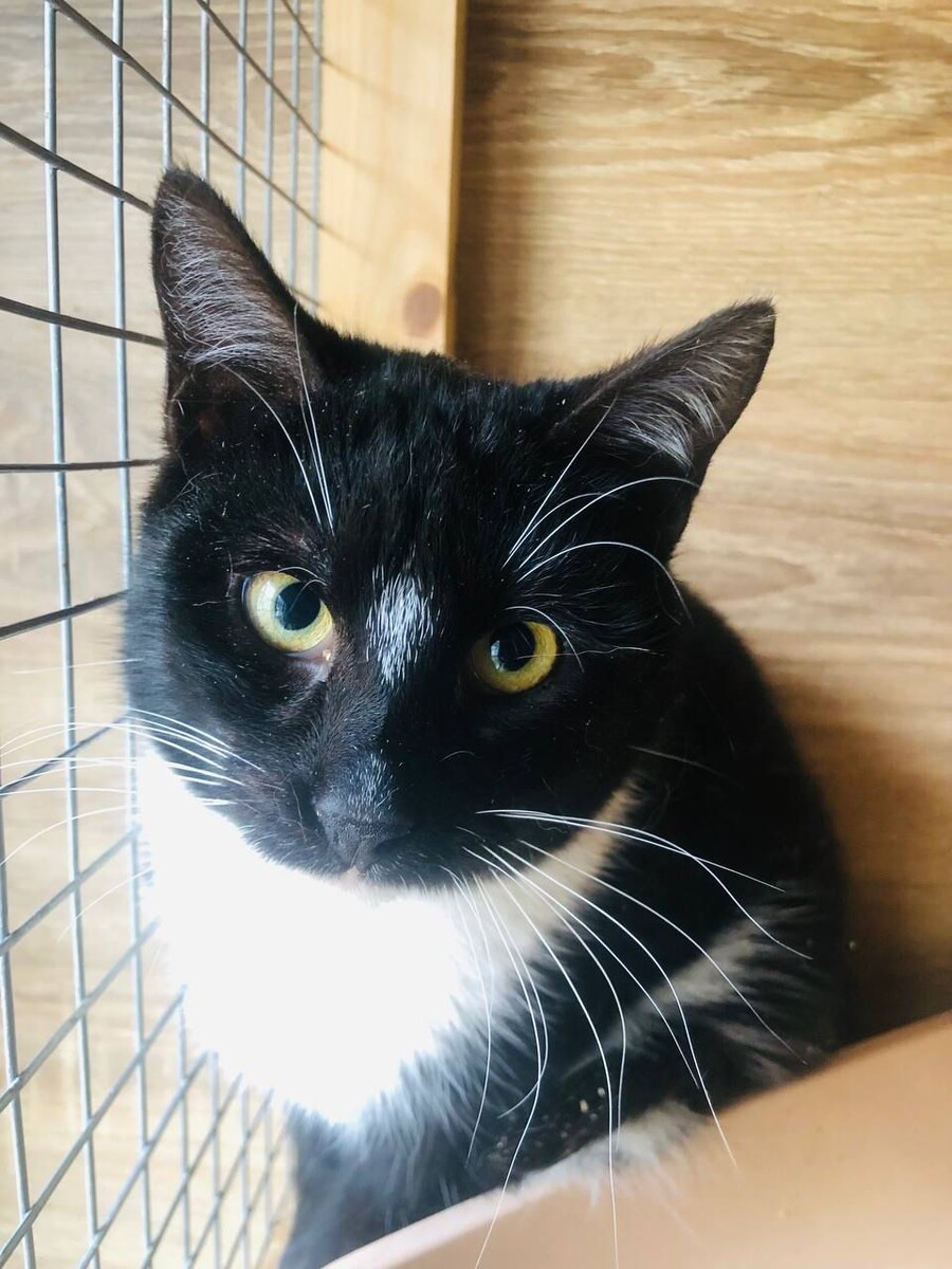 Умеет же кот сделать литсо