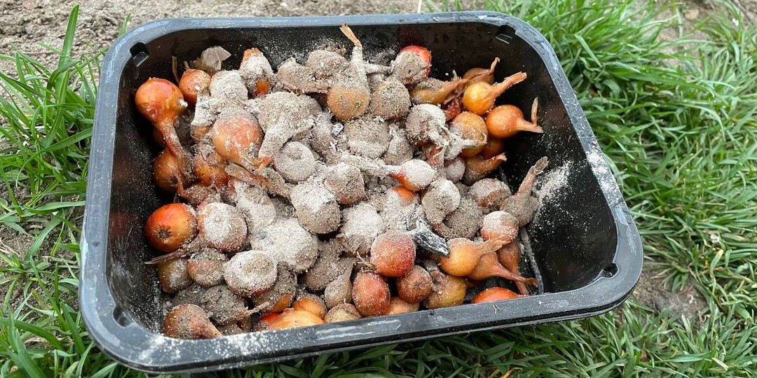 Марганцовка и сода – прошлый век. В чем замочить и чем опудрить лук-севок перед посадкой