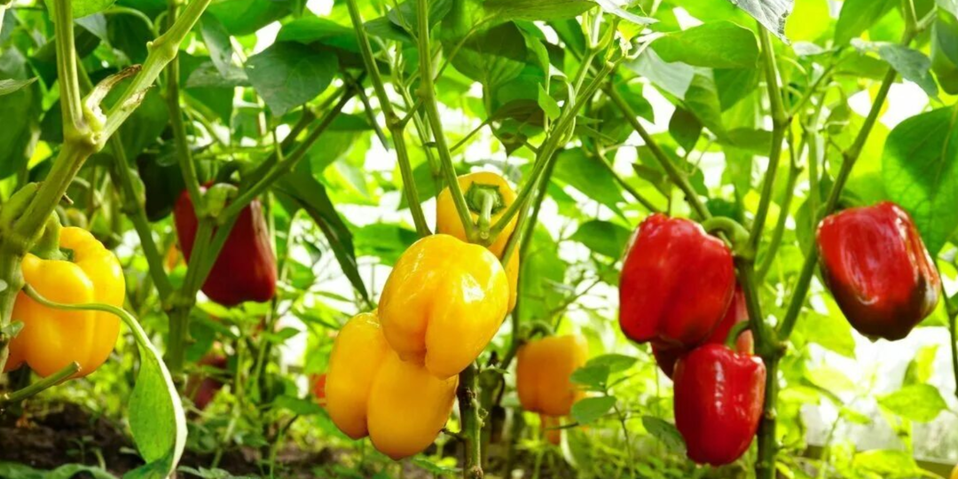 Друзья ухмылялись когда я так удобрял перцы, а теперь завидуют! Мой урожай их поразил