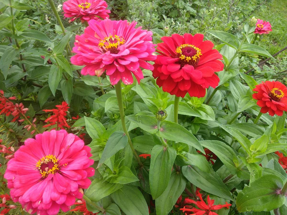 Циннии в цветнике. Фото автора