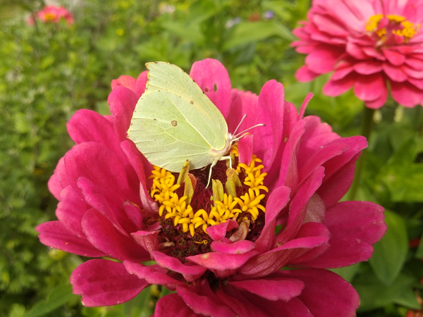 Цинния изящная. Фото автора