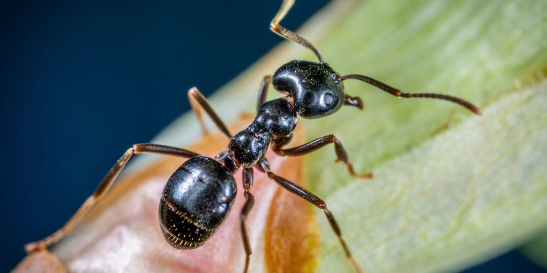 «Избавился от муравьев навсегда, теперь ни одного нет»: Полезная хитрость, которую рассказала соседка