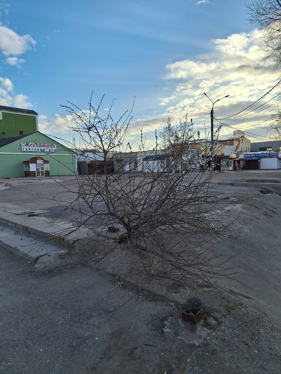 Воля к жизни