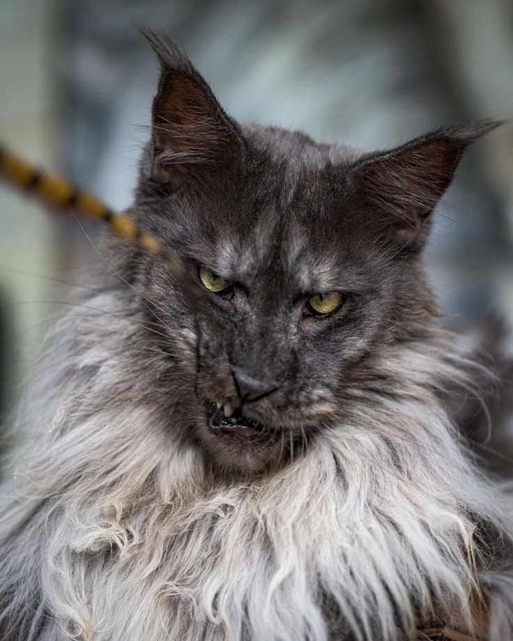 Мейн-куны известны своим спокойным и добродушным характером