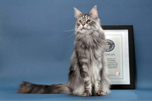 Мейн-кун Стьюи