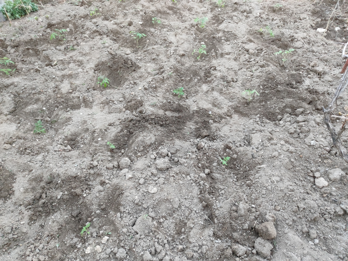 тут уже рассада помидор