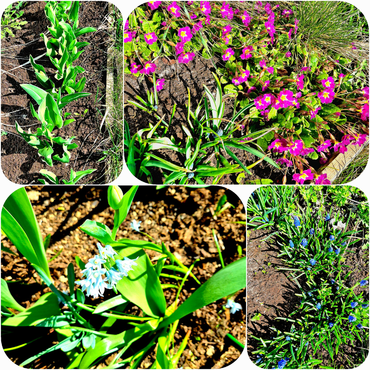 Первоцветы, ещё неделю назад они были укрыты слоем снега около 30см, а сейчас уже радуются теплу