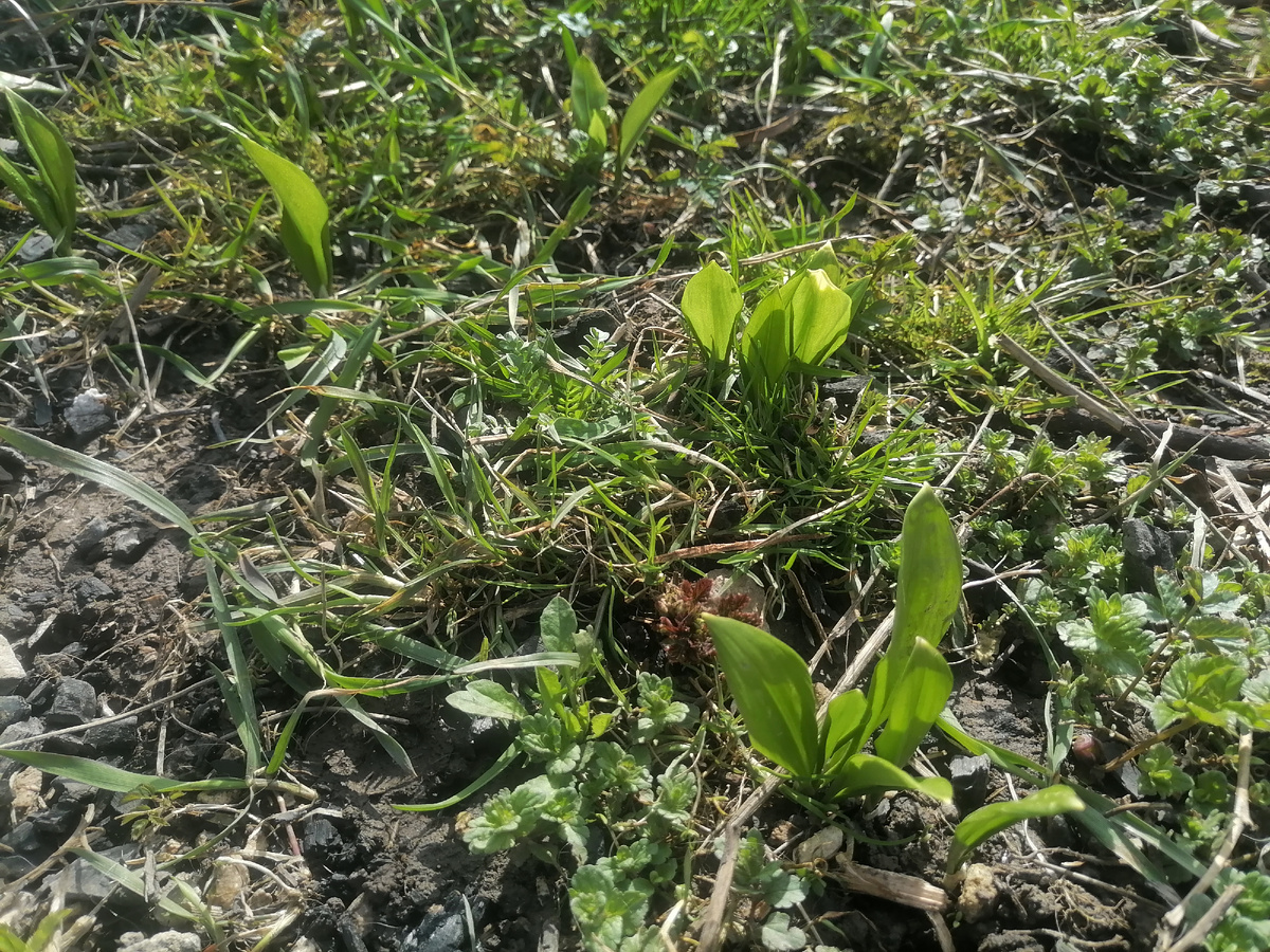 Черемша проростает