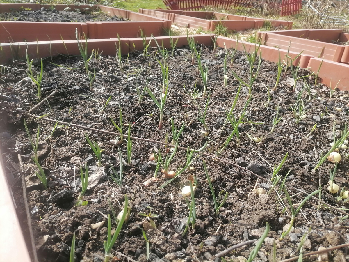 Лук и чеснок