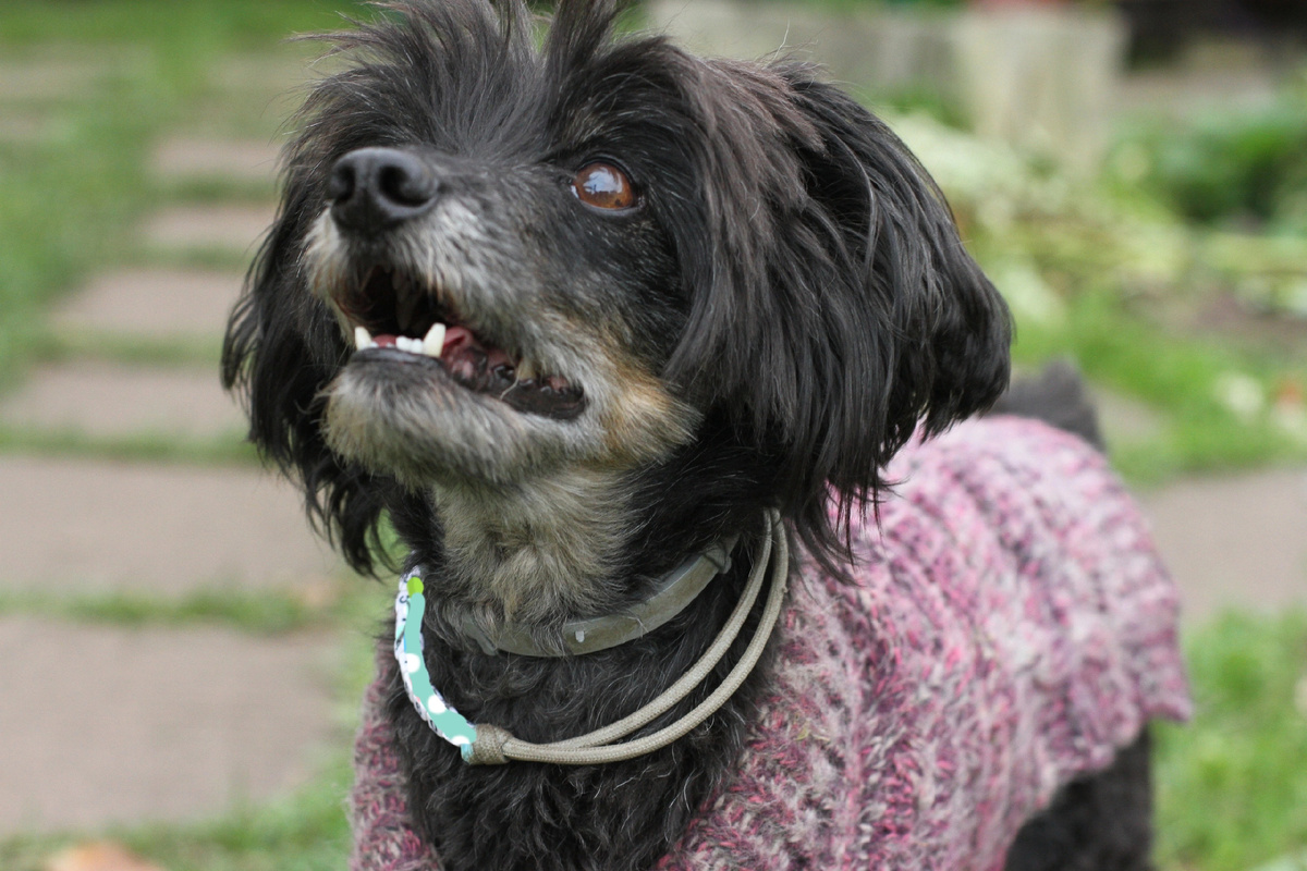 Мой самый маленький пёс в свои 16 лет