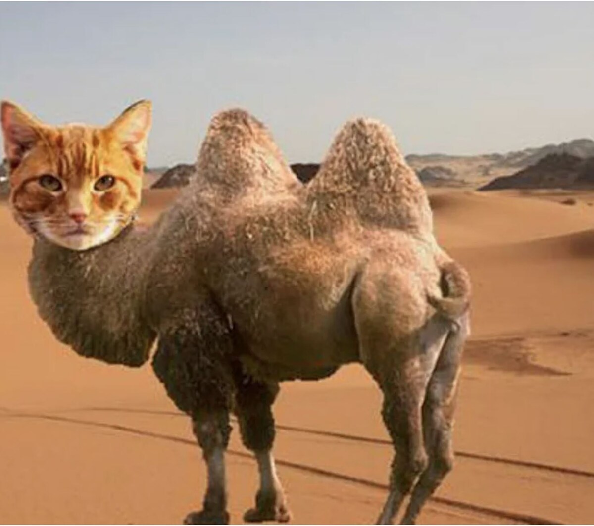 источник Яндекс-картинки