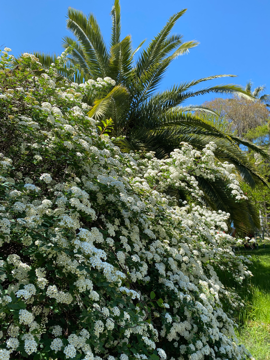 Синопский парк, спирея и пальма