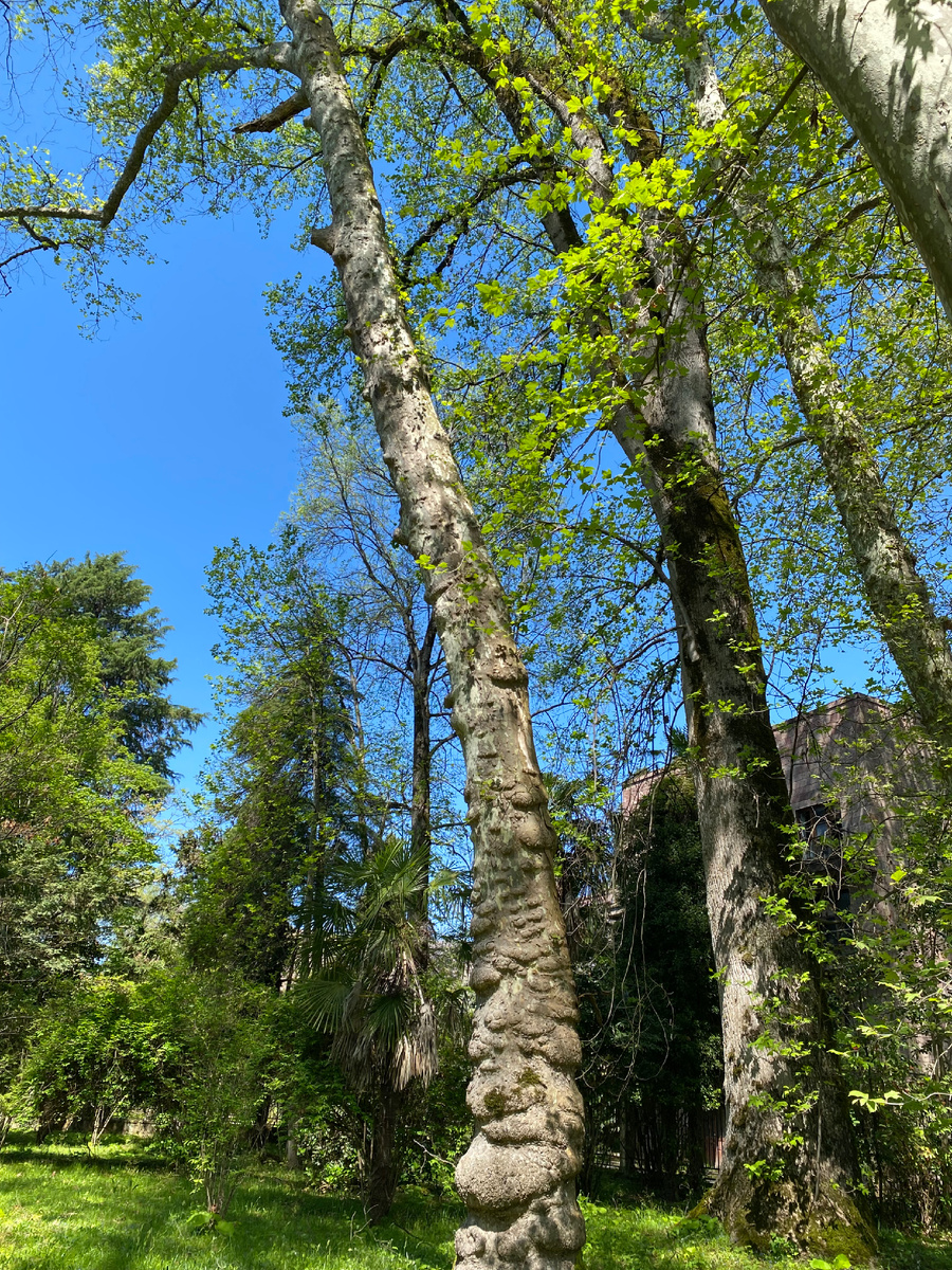 Деревья великаны