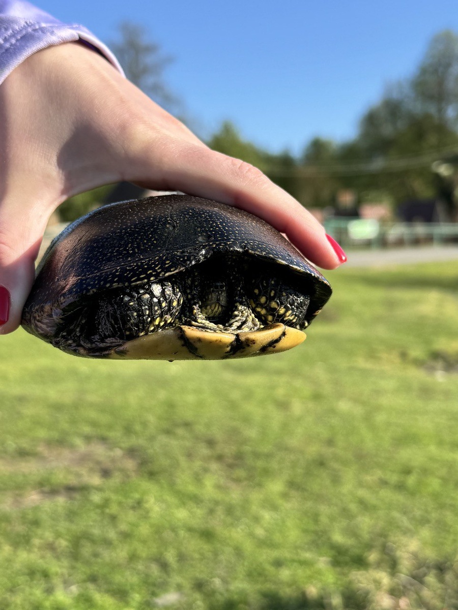 Такая красотка черепаха