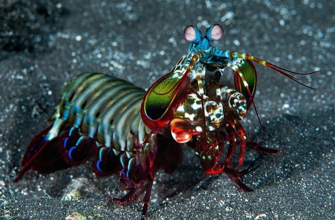 Также его называют павлиньи раком - богомолом. Наверно понятно,почему.