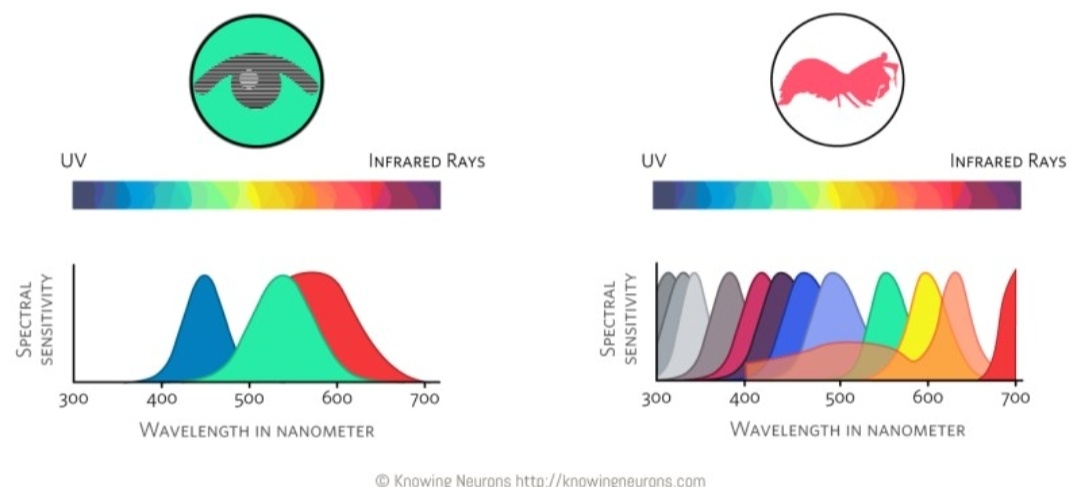 Люди различают только три цвета - красный,синий и зелёный, в то время,как рак - богомол различает целых 12!