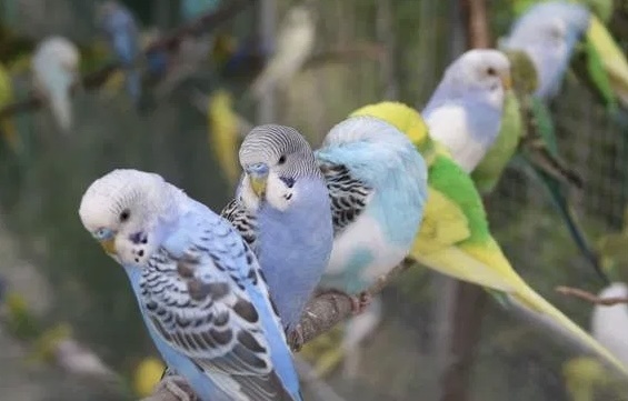 Фото из интернета 