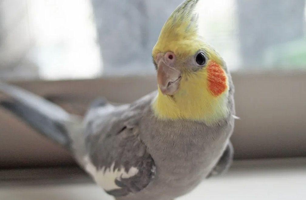 Фото из интернета 