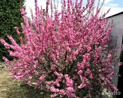 Луизеания! Красотка сакура или миндаль.