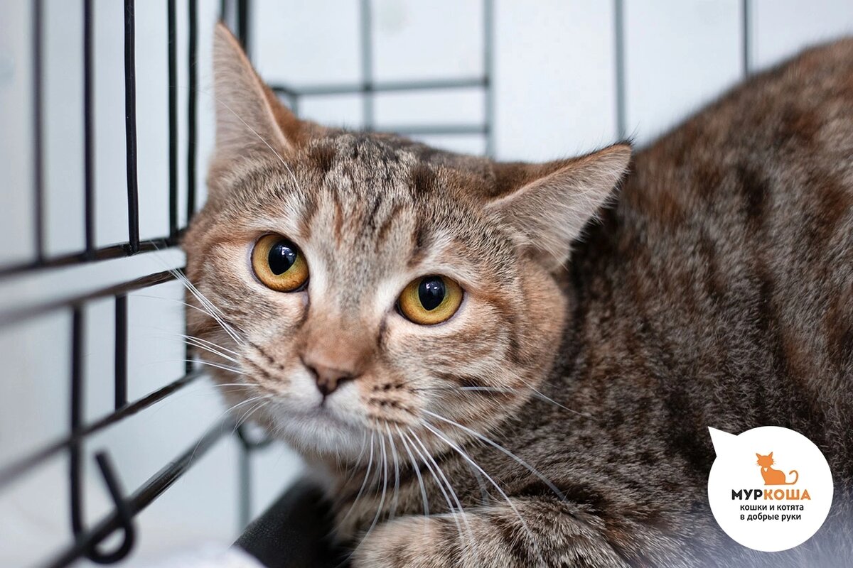 Хёрши приехала с передержки.