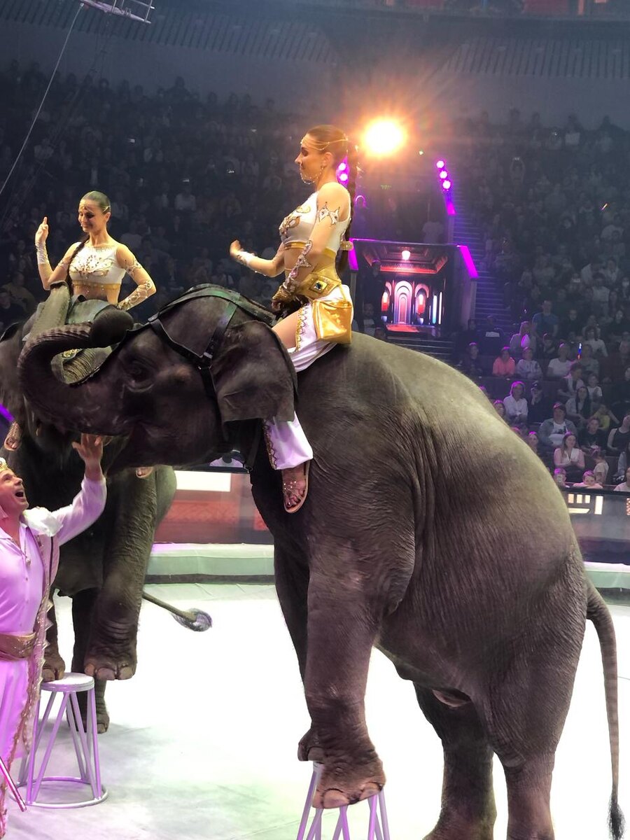 Выступление слонов в цирке.