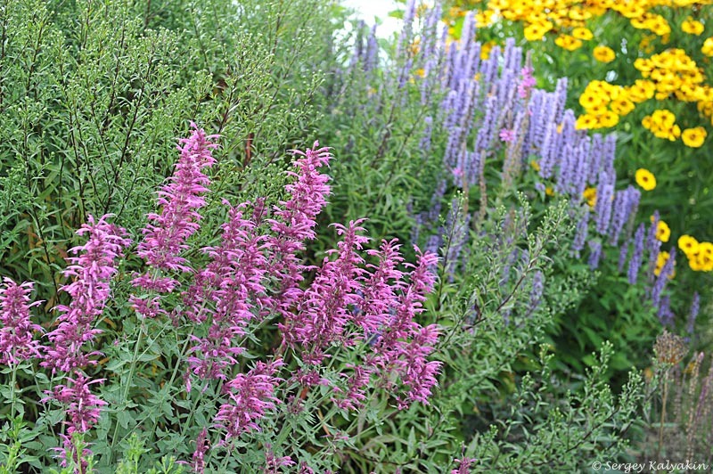 Агастахе мексиканский 'Acapulco Purple' и агастахе фенхельный 'Blue Fortune'