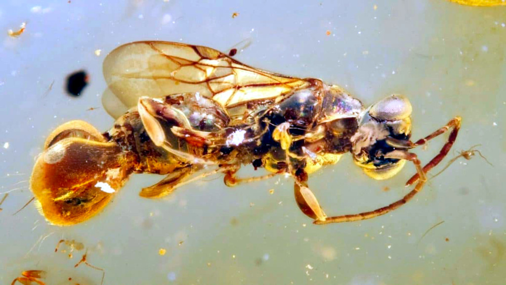 В янтаре насекомые выглядят как живые.