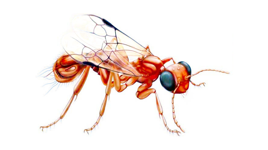 Но на картинке красивее.