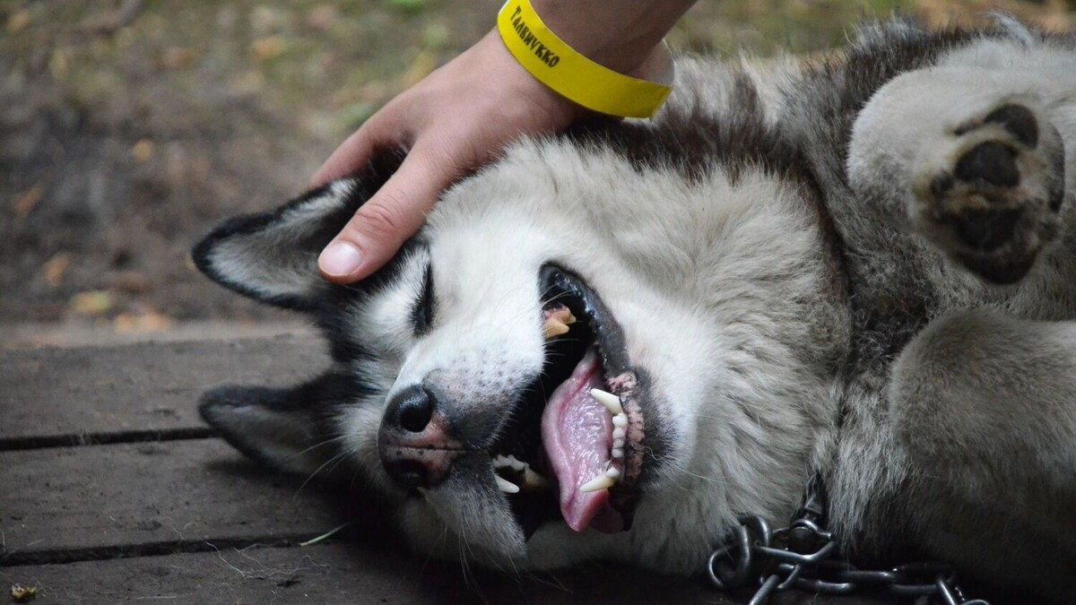     Источник: 1MI