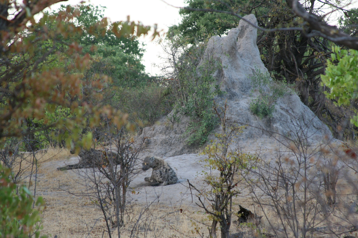 Семейство гиен облюбовало норы трубкозуба (см. предыдущий рассаз) рядом с постройкой тех же архитекторов саванны и буша. Ботсвана, Мореми.