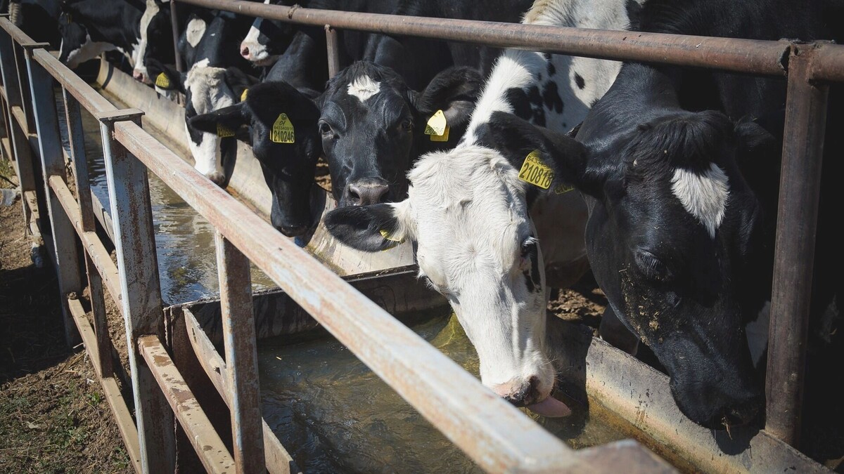     Источник: 1MI