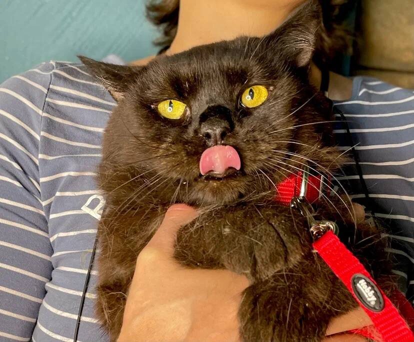 Люций год назад