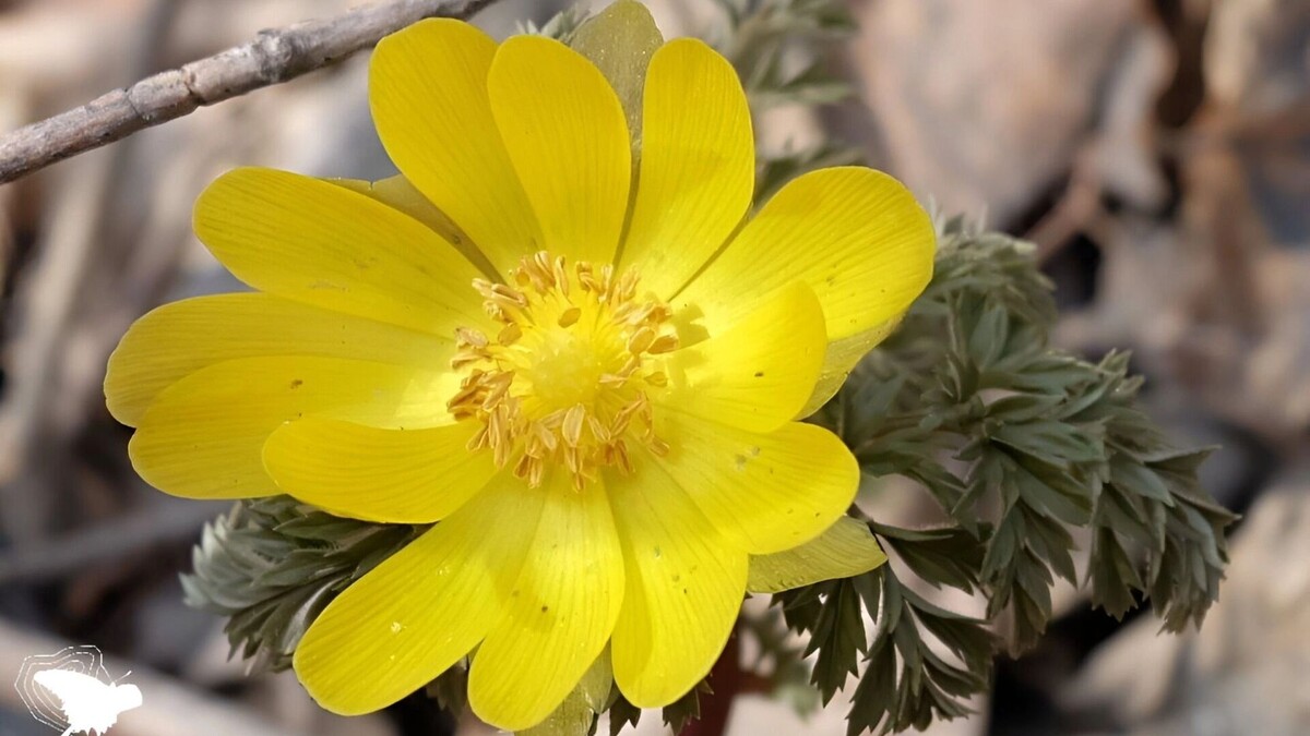     Источник: Пресс-служба Комсомольского заповедника