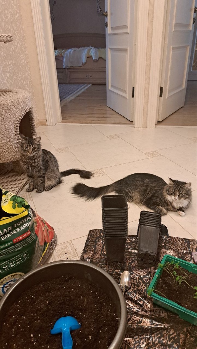 Коварный план по захвату рассады