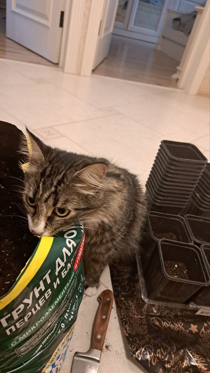 Чем тут у Вас пахнет