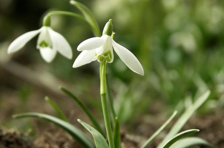    Фото: Caroig / Wikipedia Подснежник белоснежный (Galanthus nivalis) Ulus.Media