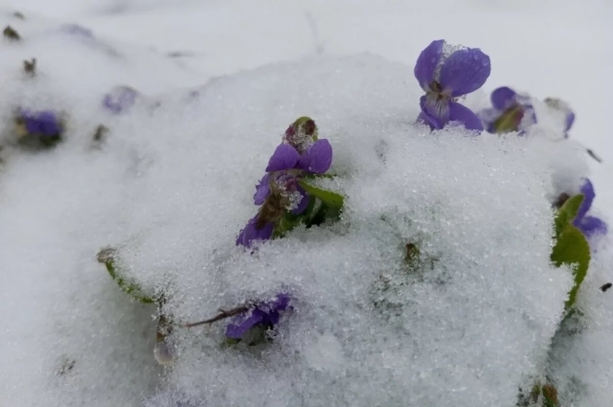    Похолодание со снегом и гололедицей сохранится на Алтае 19 апреля
