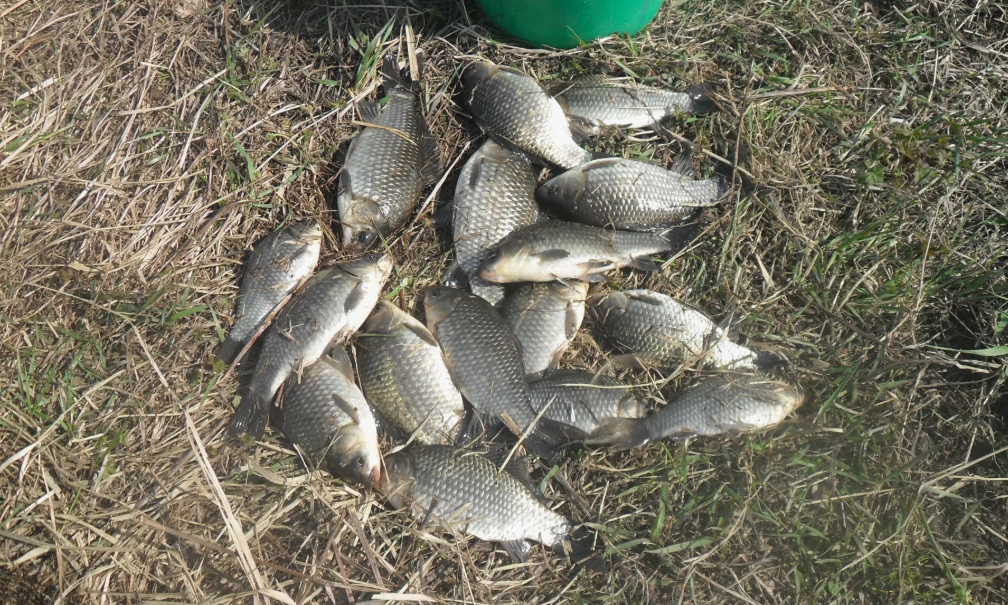 Карась пойманный в конце апреля. Источник фото drive2.ru