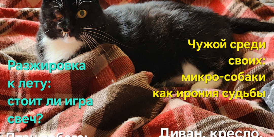 Кошмополитен. Вы не ждали, а мы вернулись