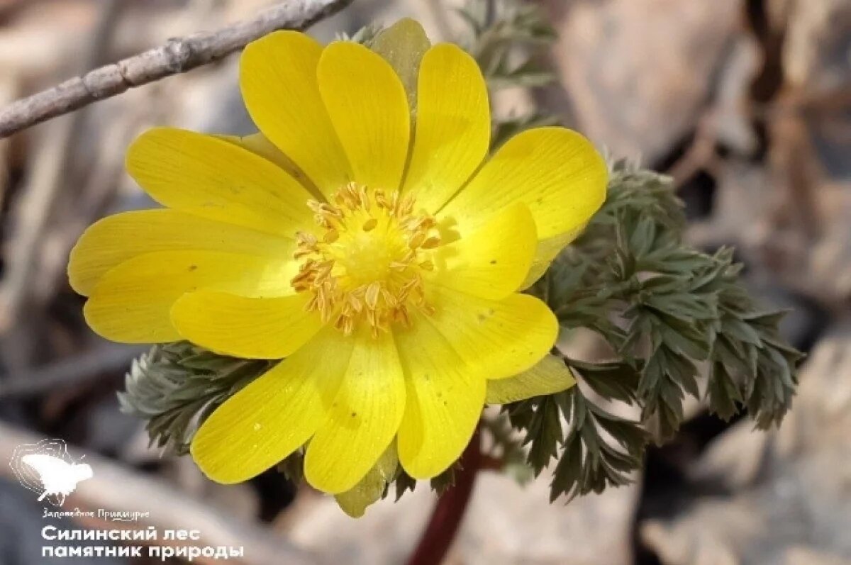    Адонис горицвет амурский расцветает в Хабаровском крае в День подснежника