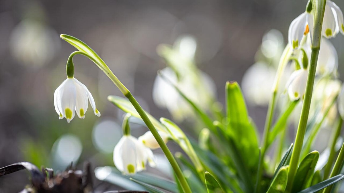    19 апреля – День подснежника. Фото: Freepik