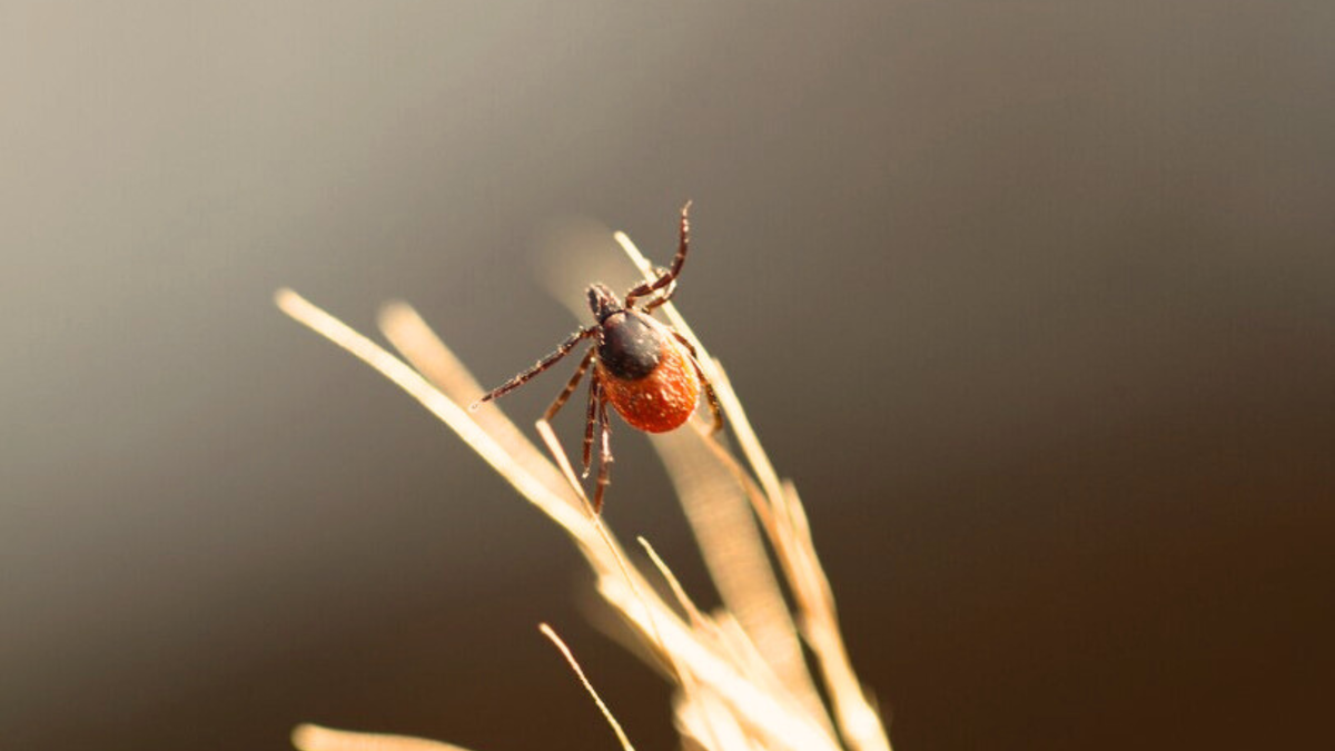 Kleshchi iksodovyye, ikh povadki.