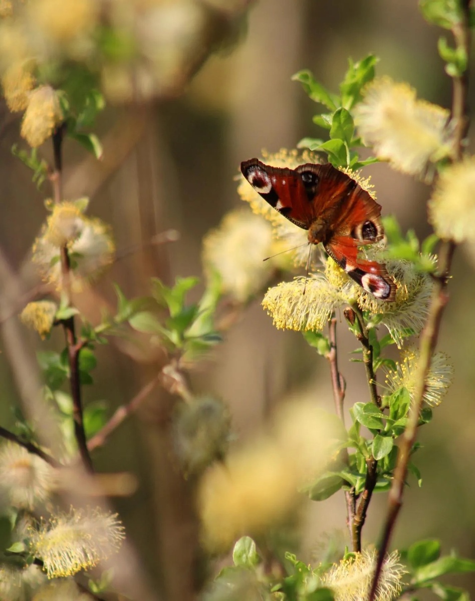 В статье используются фотографии автора.
