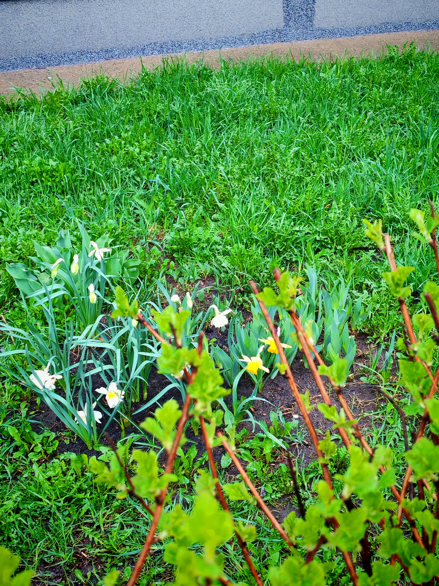 Здесь очень красивый цветник. Будут и тюльпаны, и пионы, и розы. 