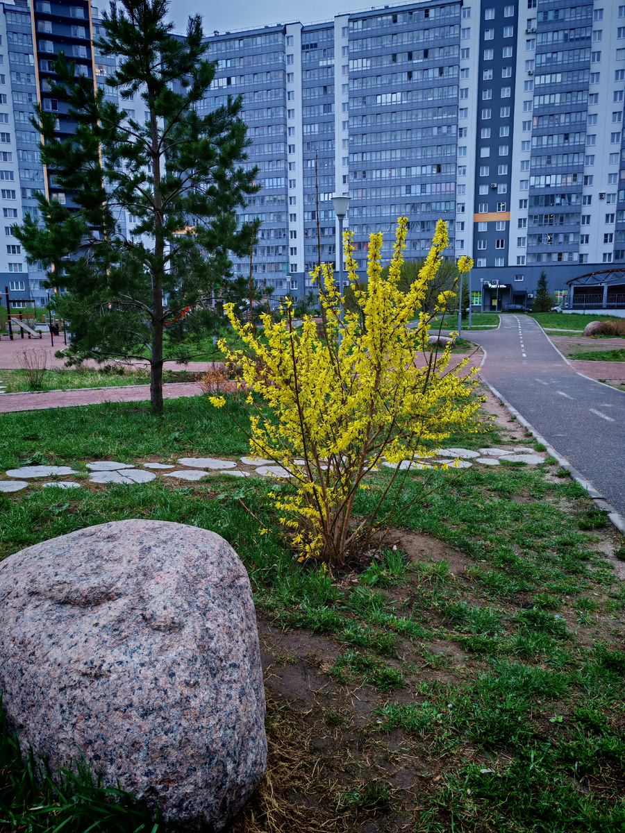 Форзиция всё ещё цветёт. 